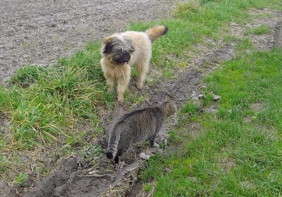 Blmchen-Info,Gos d`Atura Catal,Spaziergang mit Kater