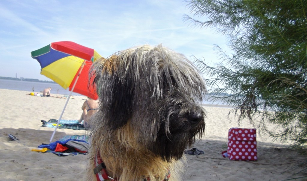 Blmchen-Info,Gos d`Atura Catal,Hund am Elbestrand