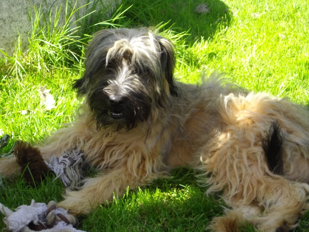 Blmchen-Info,Gos d`Atura Catal,Hund in der Abensonne