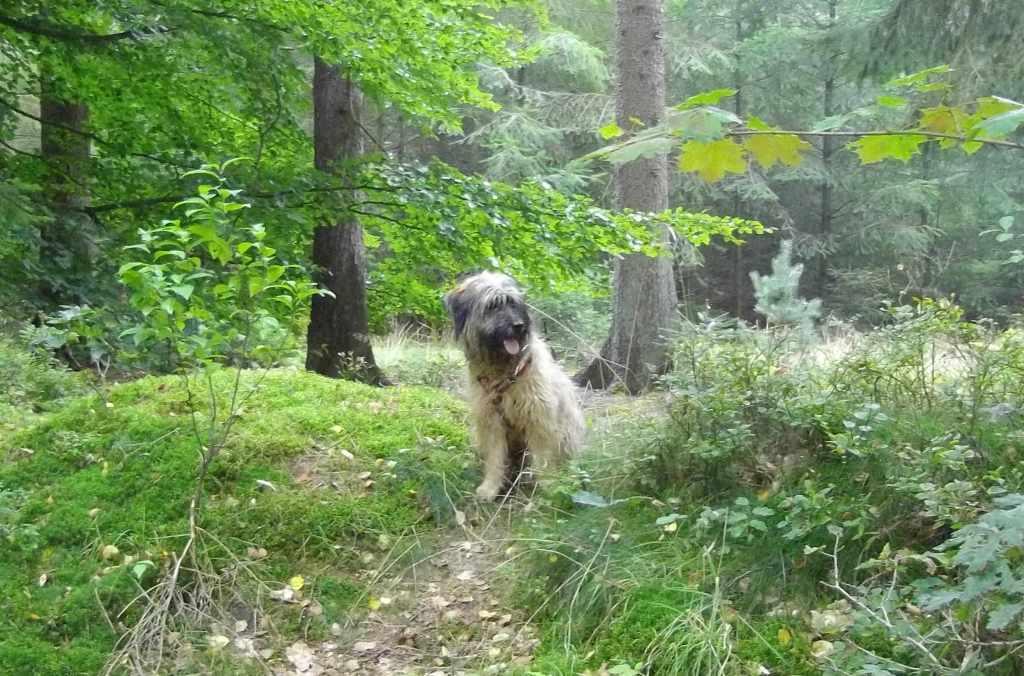 Blmchen-Info,Gos d`Atura Catal,Hund hrt immer besser