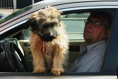 Blümchen-Info,Gos d`Atura Català,unser Hund liebt Autofahren