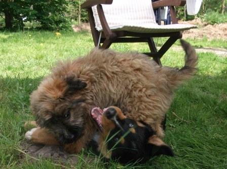 Blümchen-Info,Gos d`Atura Català, Hunde-Welpenspiel