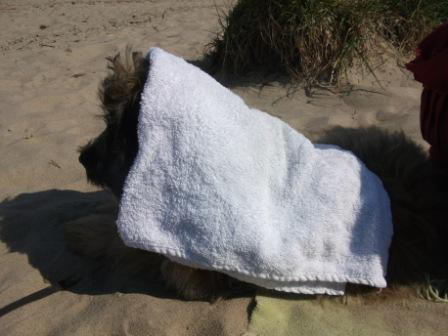Gos d`Atura Blmchen: Hund und Sonnenschutz