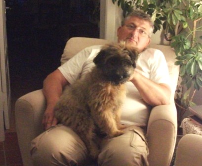 Blümchen-Info,Gos d`Atura Català,Hund auf Herrchens Sch0ß
