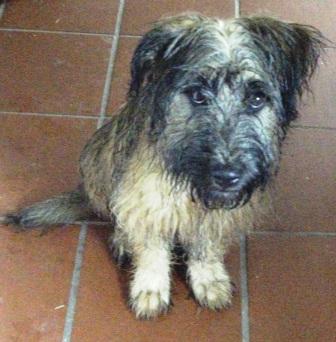Blümchen Info,Gos d`Atura Català,nasser Hund, na und