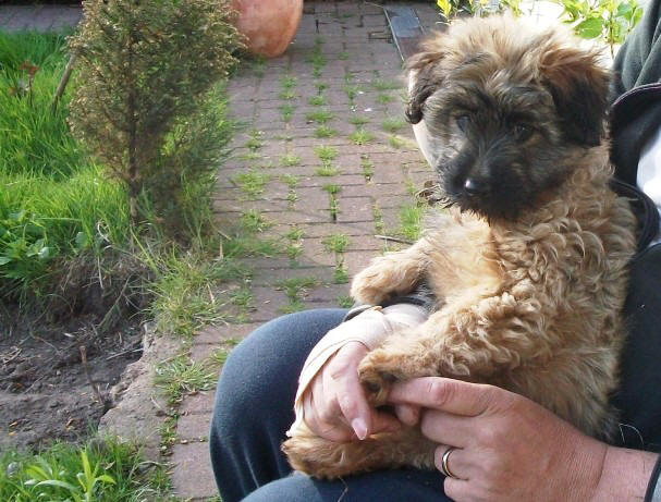 Gos d`Atura Blmchen: das Leben in der Reetdachkate beginnt