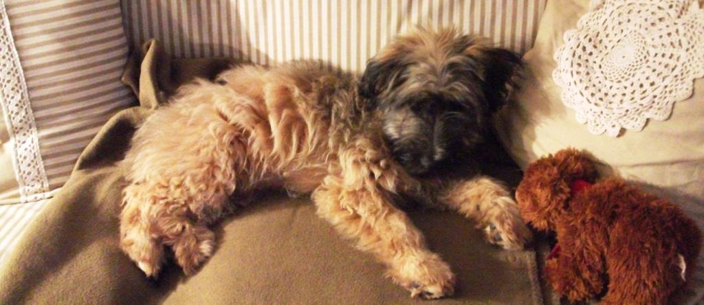 Blümchen Info,Gos d`Atura Català,Hunde-Mittagsschlaf