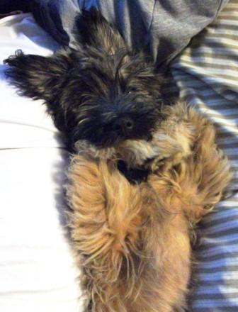 Blümchen Info,Gos d`Atura Català,Hund verliert Milchzähne