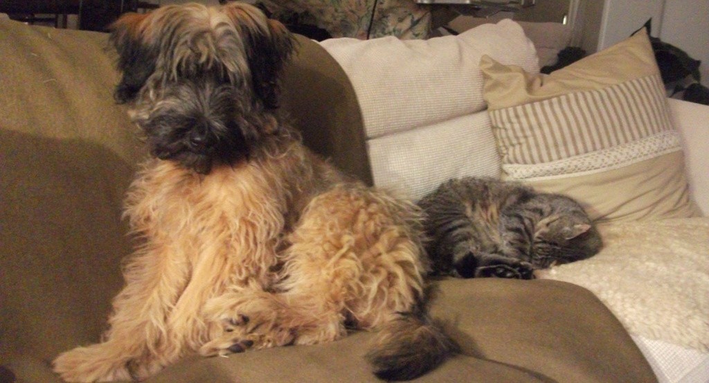 Blümchen Info,Gos d`Atura Català,Hund und Kater auf dem Sofa,wo sonst