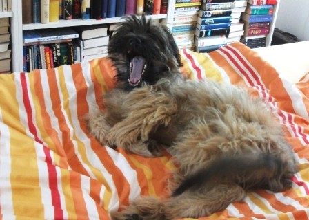 Blümchen Info,Gos d`Atura Català,gähnen, wie ein großer Hund