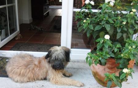 Blümchen Info,Gos d`Atura Català,unser Hund vor der Dielentür