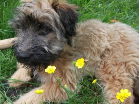 Blümchen Info,Gos d`Atura Català,Hund mit Butterblume
