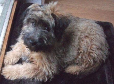 Blümchen-Info,Gos d`Atura Català,Hund wartet auf seinen Spaziergang