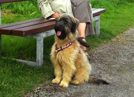 Blmchen-Info,Gos d`Atura Catal.Hund mit Frauchen