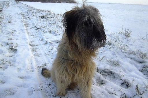 Blümchen-Info,Gos d`Atura Català, Winterspaziergang mit Hund
