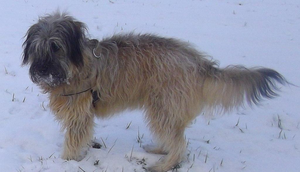 Blümchen-Info,Gos d`Atura Català, unser Hund im Schnee