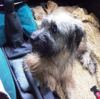 Blümchen Info,Gos d`Atura Català,unser Hund liebt Autofahren
